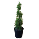 Thuja Smaragd - 2.4L