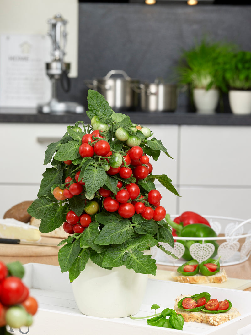 Tomato Ponchi