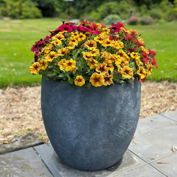 Triple Treat Double Calibrachoa - 3.5L