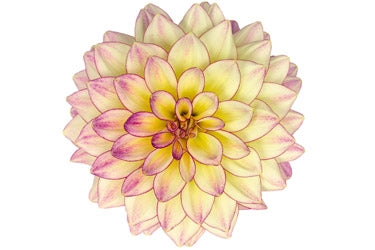 Dahlia Hypnotica 2.5L