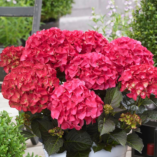 Hydrangea Tuxedo Pink - 2.5L