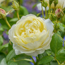 Vanessa Bell David Austin Std
