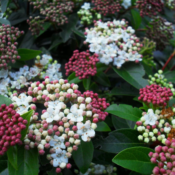Viburnum Eve Price - 2.5L