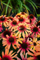 Echinacea Sunseeker Tequila Sunrise - 1.5L
