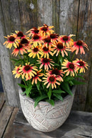 Echinacea Sunseeker Tequila Sunrise - 1.5L