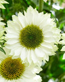Echinacea Sunseeker White Perfection - 1.5L