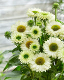 Echinacea Sunseeker White Perfection - 1.5L