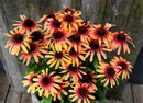 Echinacea Sunseeker Tequila Sunrise - 1.5L