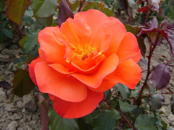 Westerland - 4.7L