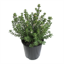 Westringia Grey Box - 1.9L