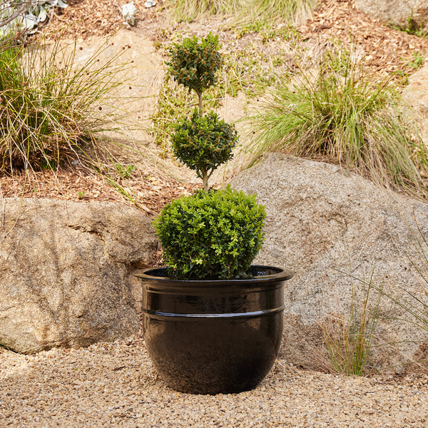 Belly Pot with Saucer - Black XL