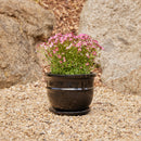 Belly Pot with Saucer - Black S