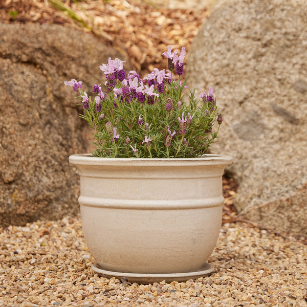 Belly Pot with Saucer - Cream M