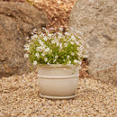 Belly Pot with Saucer - Cream S