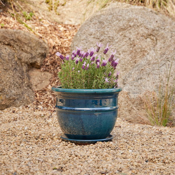 Belly Pot with Saucer - Green M