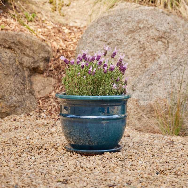 Belly Pot with Saucer - Green M