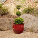 Belly Pot with Saucer - Wine XL