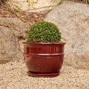 Belly Pot with Saucer - Wine L