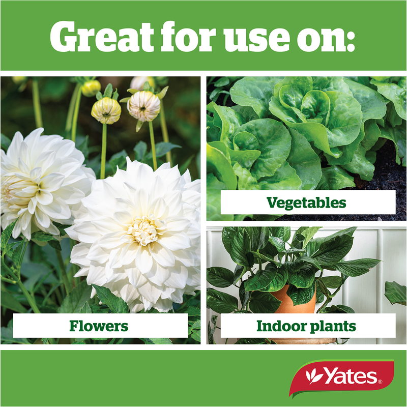 yates indoor plant food Yates Thrive All Purpose Liquid Plant Food