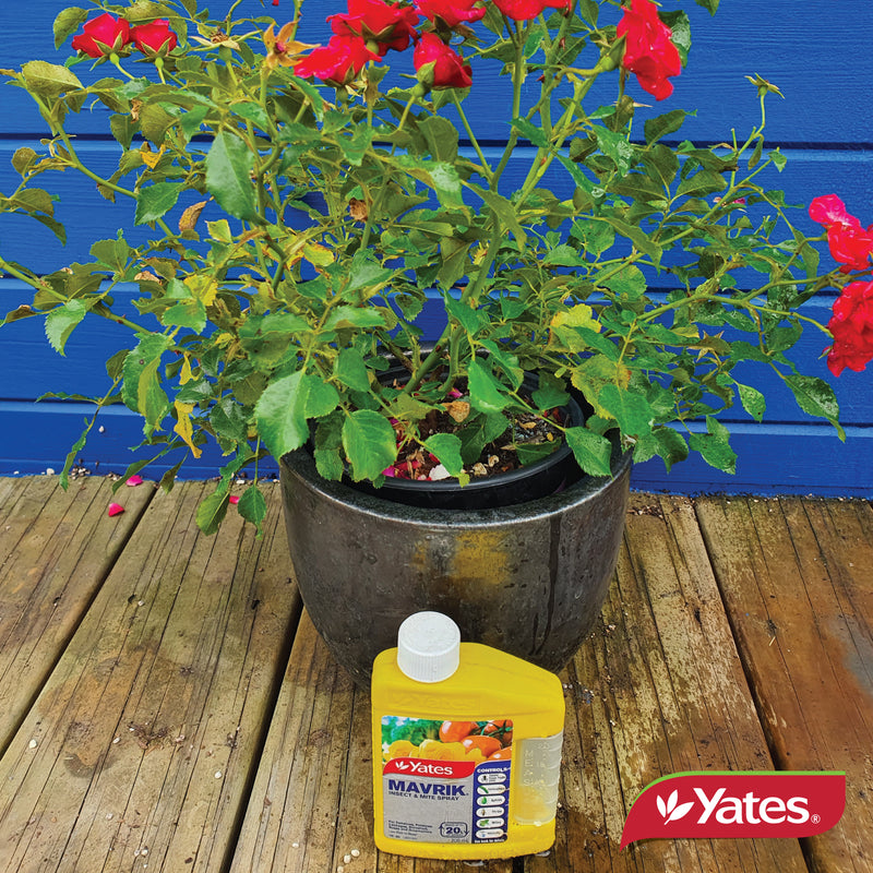 Yates Mavrik Insect & Mite Spray - Concentrate - 500ML