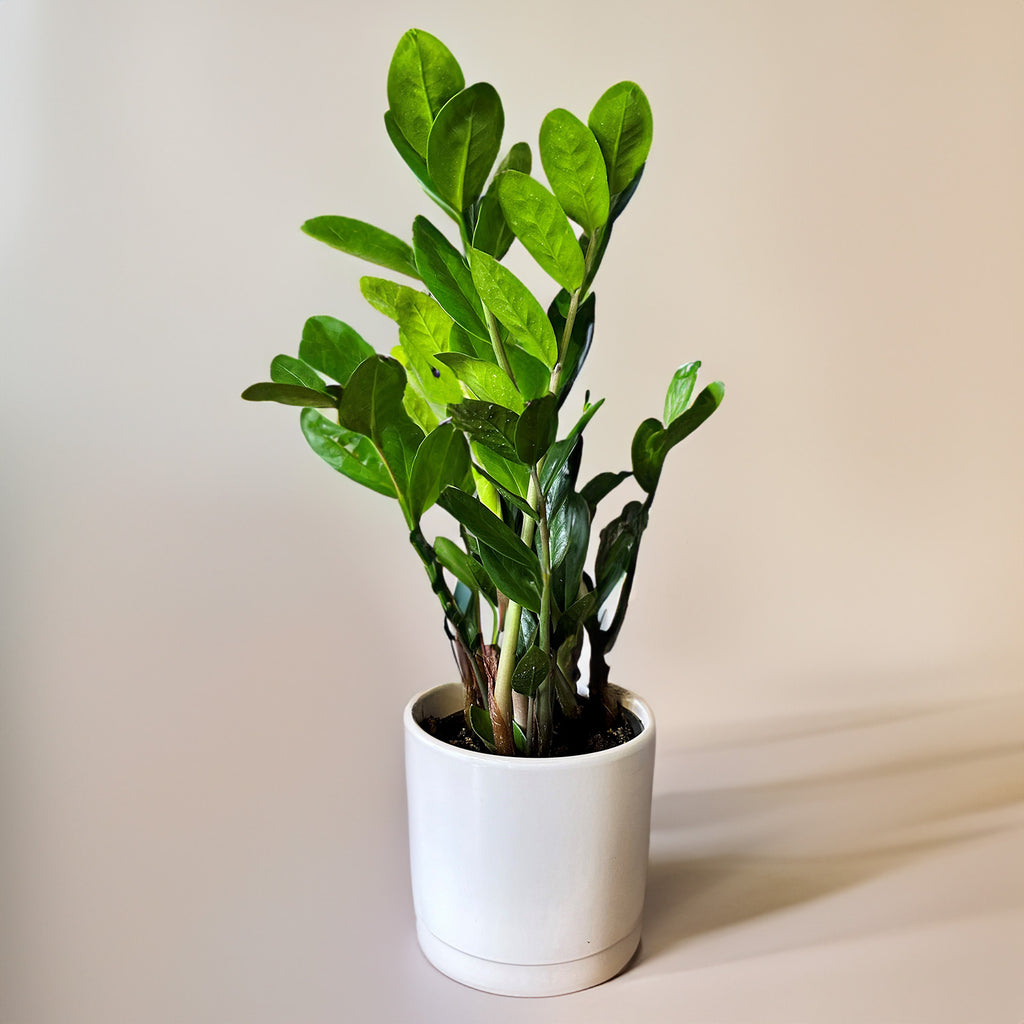 Zamioculcas In Ceramic Pot