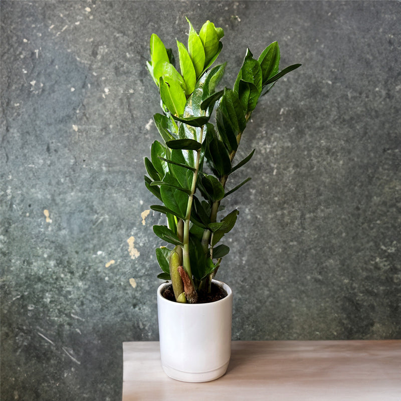 Zamioculcas In Ceramic Pot - 12CM