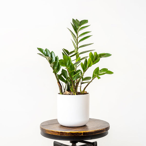 Zamioculcas (ZZ Plant) - 14CM