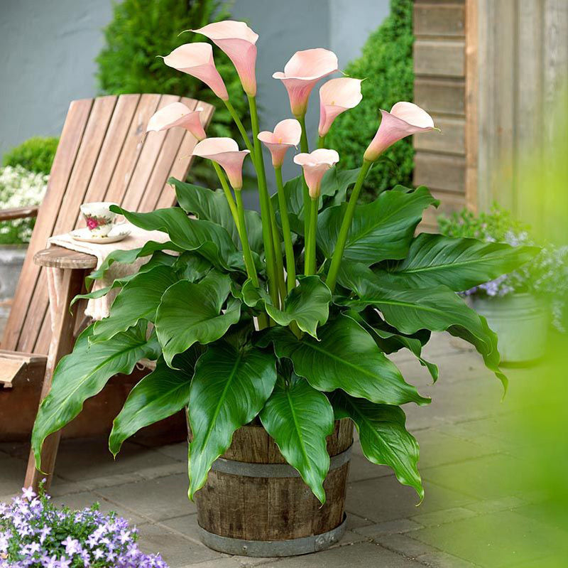 Zanthedeschia Flamingo - 3.5L