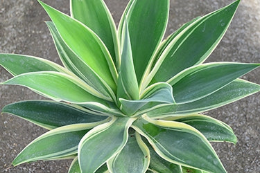 Agave Attenuata Ray Of Light 1.3L