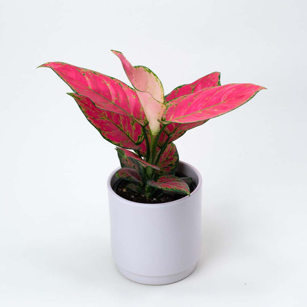 aglaonema red lady Aglaonema Red Lady Valentine In Ceramic