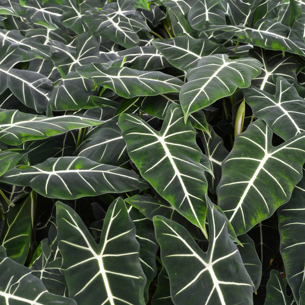 Alocasia Frydek - 17CM