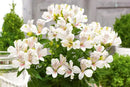 Alstroemeria Concordia White 2.4L