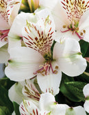 Alstroemeria Concordia White 2.4L