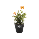 B For Original Round Pot Black 25CM