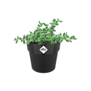 B For Original Round Mini Pot Black 9CM