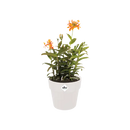 B For Original Round Pot White 25CM