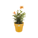 B For Original Pot Ochre 18CM