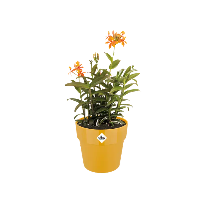 B For Original Pot Ochre 16CM