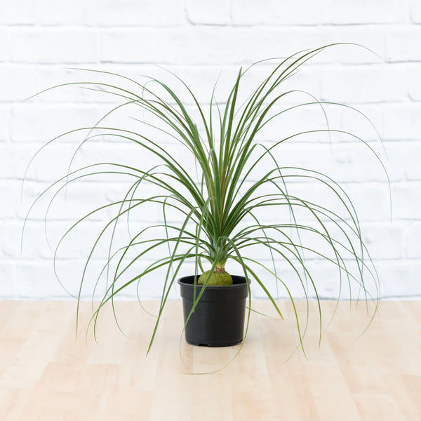 Ponytail Palm Beaucarnea Recurvata - 12CM