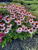 Echinacea Sunseeker Blush - 1.5L