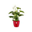 Brussels Diamond Pot Round Red 18CM