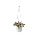 Brussels Hanging Basket White 18CM