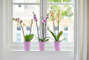 Orchid High Vibes Pot Pink 12.5CM