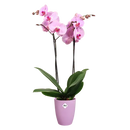 Orchid High Vibes Pot Pink 12.5CM