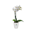 Orchid High Vibes Pot White 12.5CM