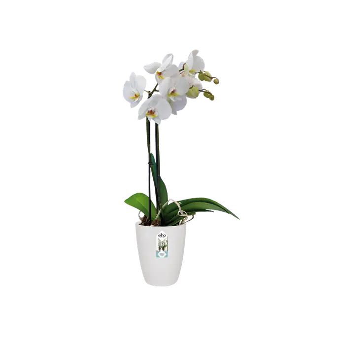 Orchid High Vibes Pot White 12.5CM