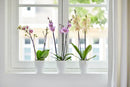 Orchid High Vibes Pot White 12.5CM