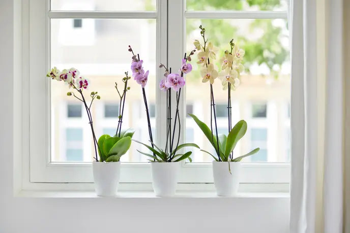 Orchid High Vibes Pot White 12.5CM