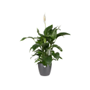 Brussels Round Pot Anthracite 20CM