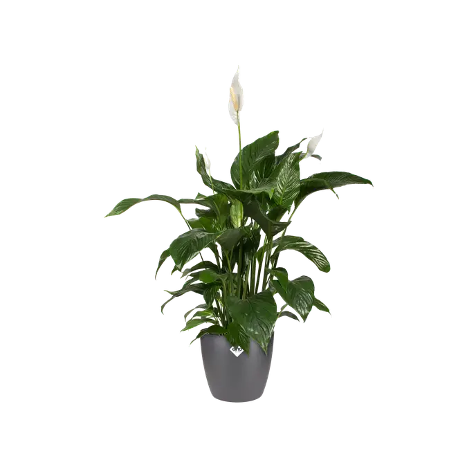 Elho Brussels Round Anthracite - 16CM